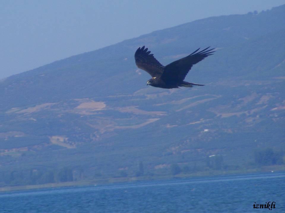 Western Marsh Harrier