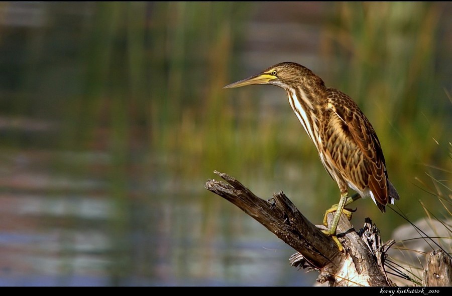 Little Bittern