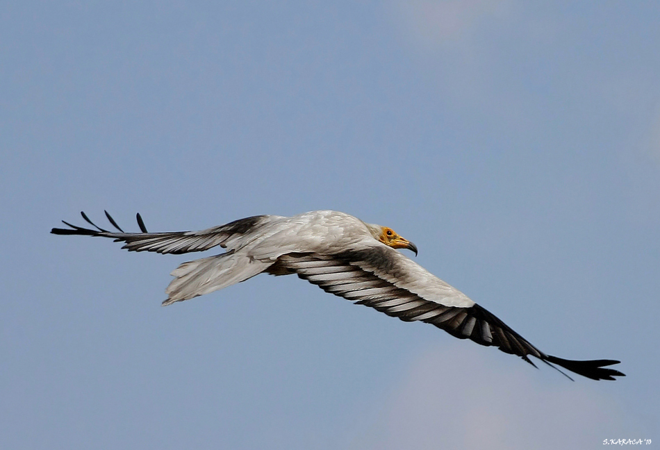 Egyptian Vulture
