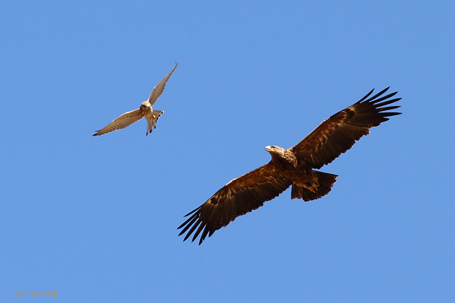 Steppe Eagle