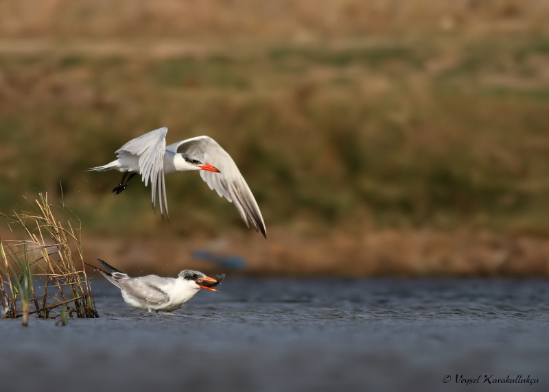Caspian Tern