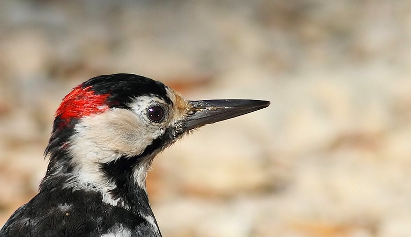 Syrian Woodpecker