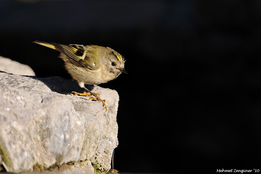 Goldcrest