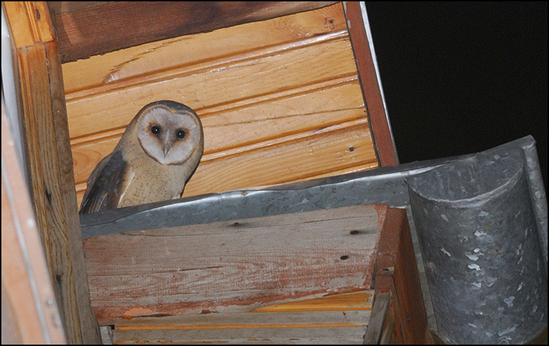 Western Barn Owl