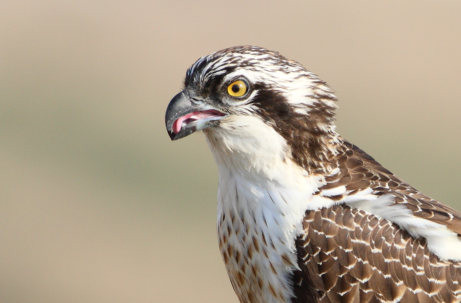 Osprey