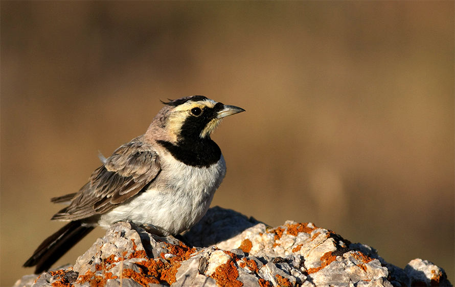 Horned Lark