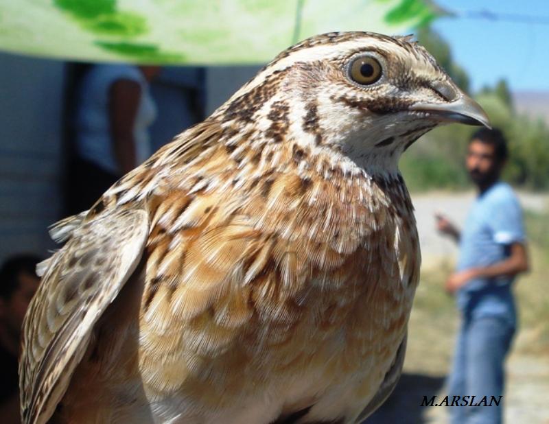 Common Quail