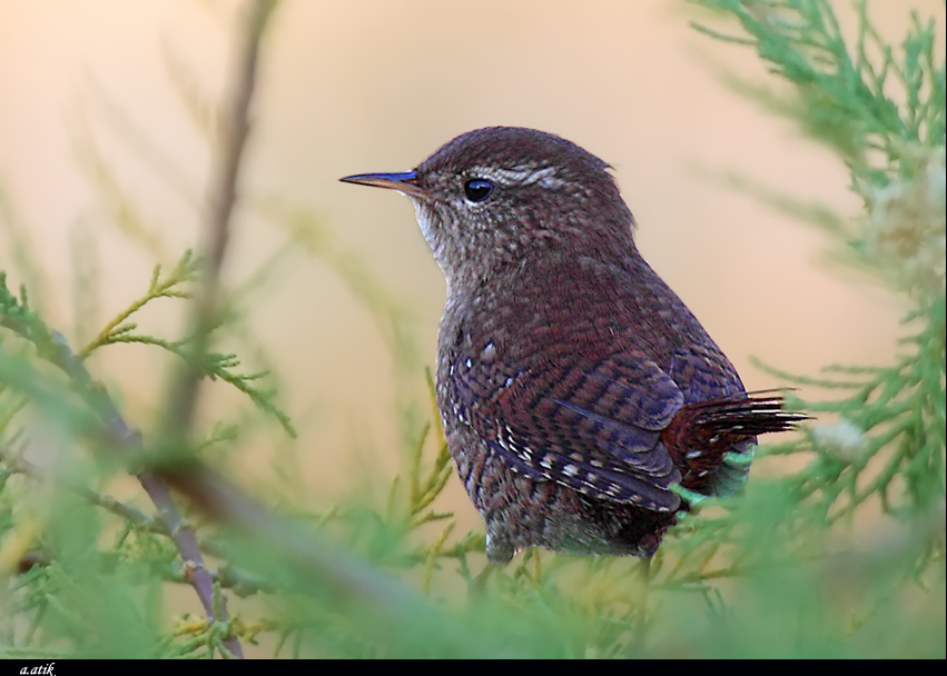 Eurasian Wren