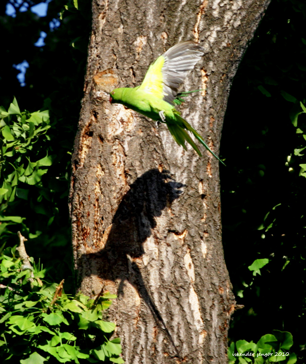 Rose-ringed Parakeet