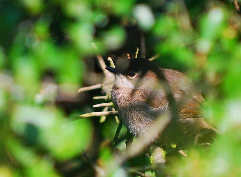 Sardinian Warbler