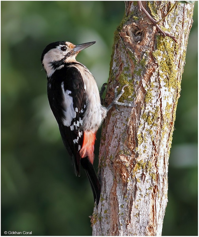 Syrian Woodpecker