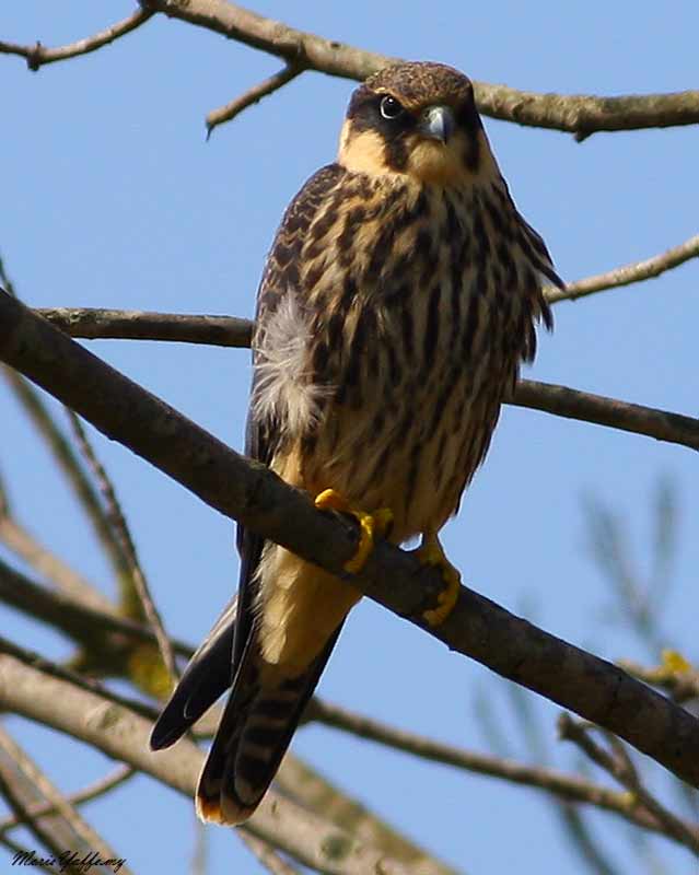 Eurasian Hobby