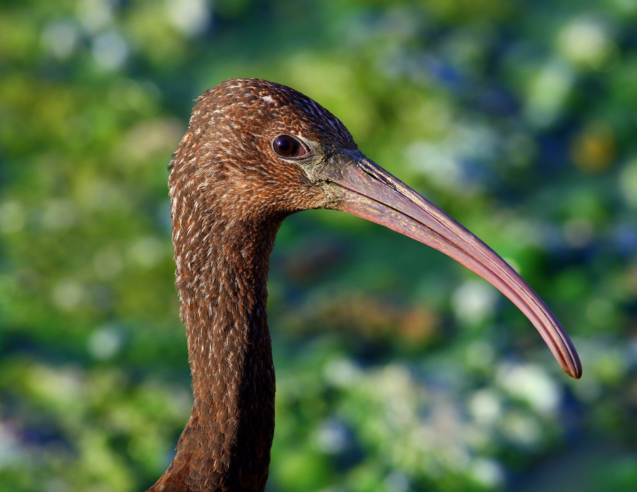 Glossy Ibis