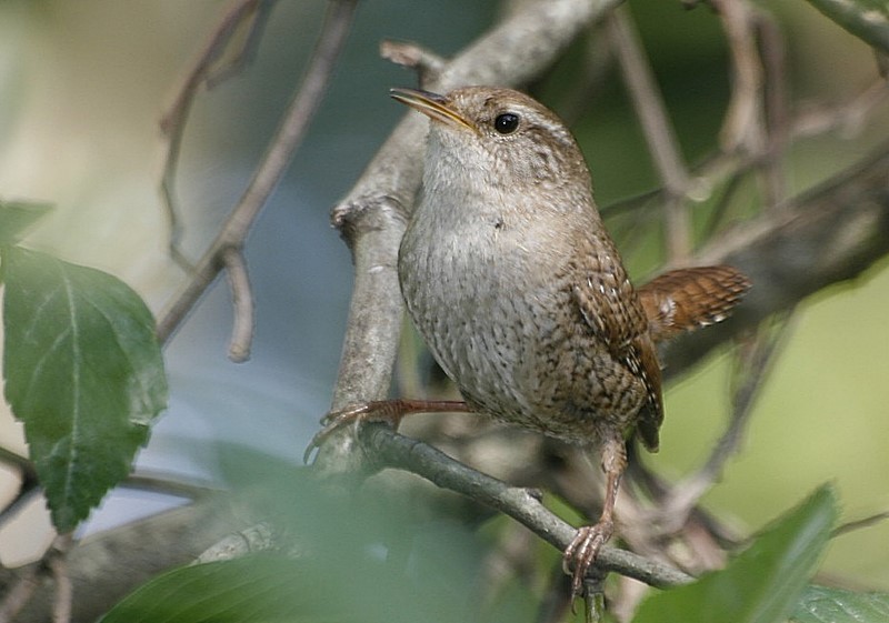 Eurasian Wren
