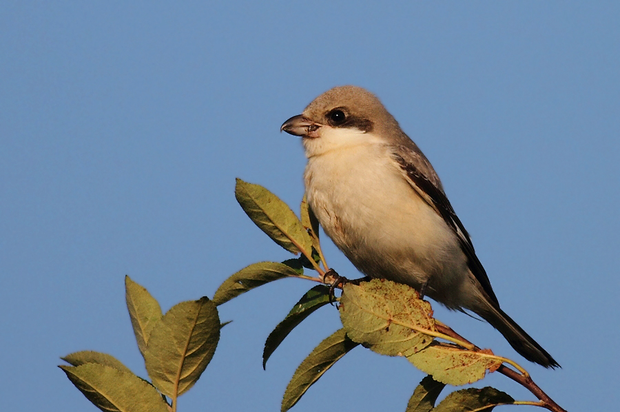 Lesser Grey Shrike