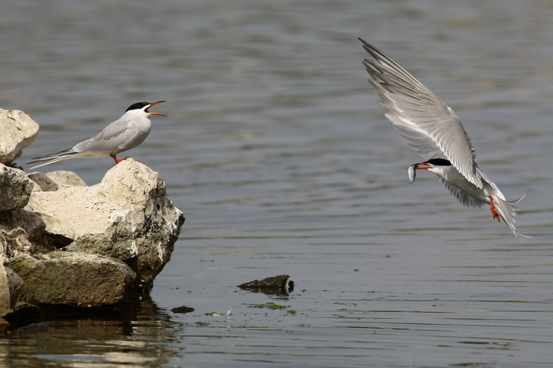 Common Tern
