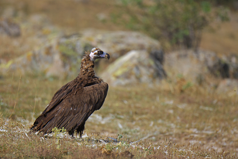Cinereous Vulture