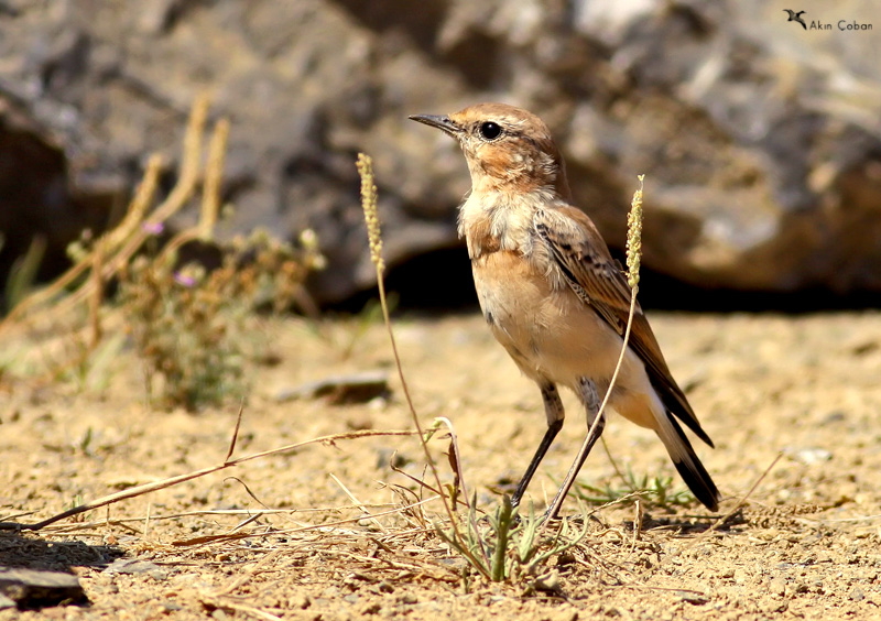 Northern Wheatear