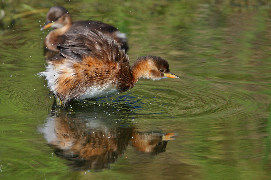 Little Grebe