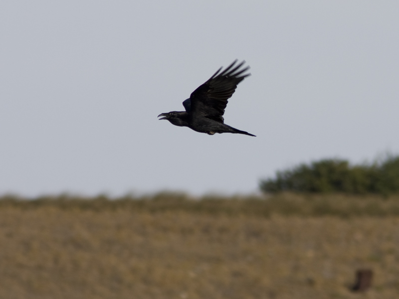 Northern Raven