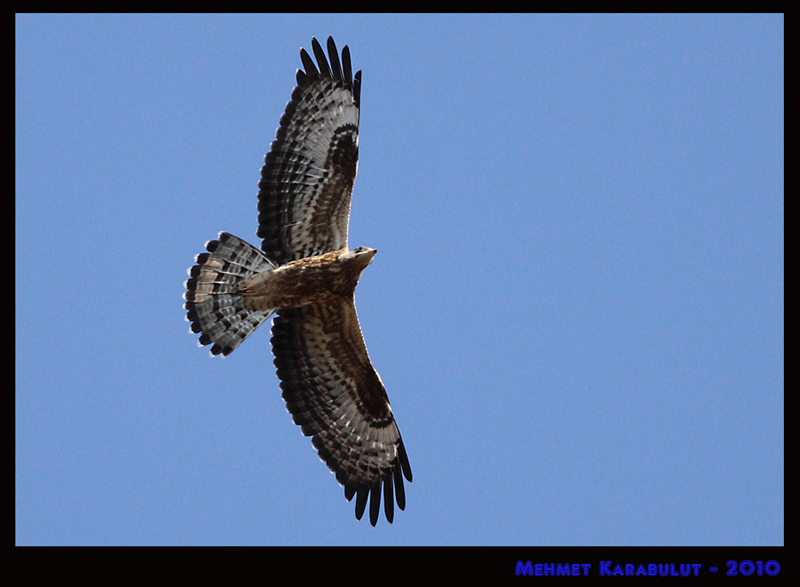 European Honey Buzzard
