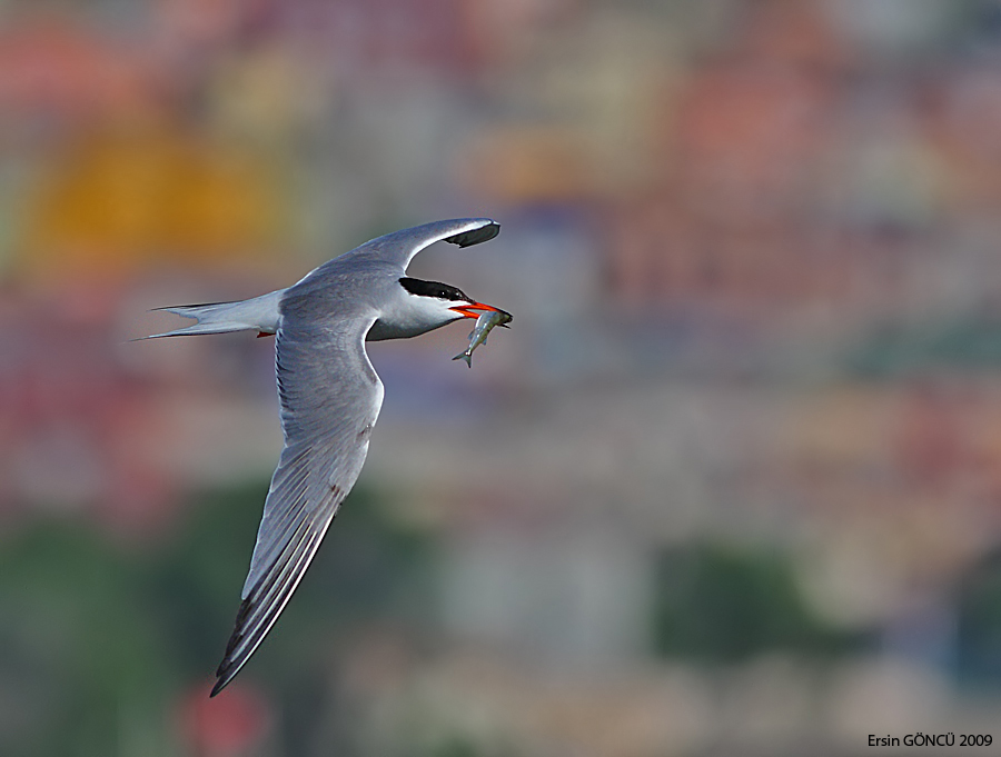 Common Tern