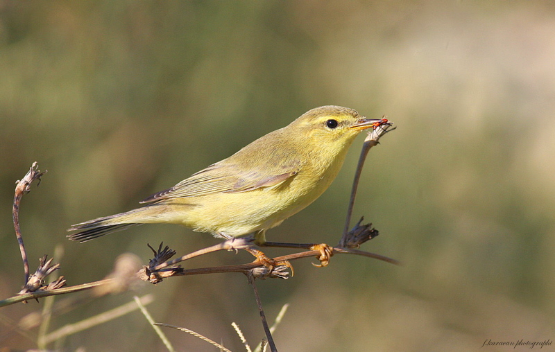 Willow Warbler