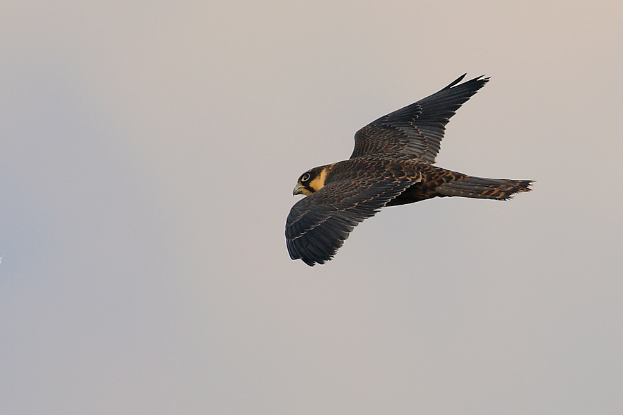 Eurasian Hobby