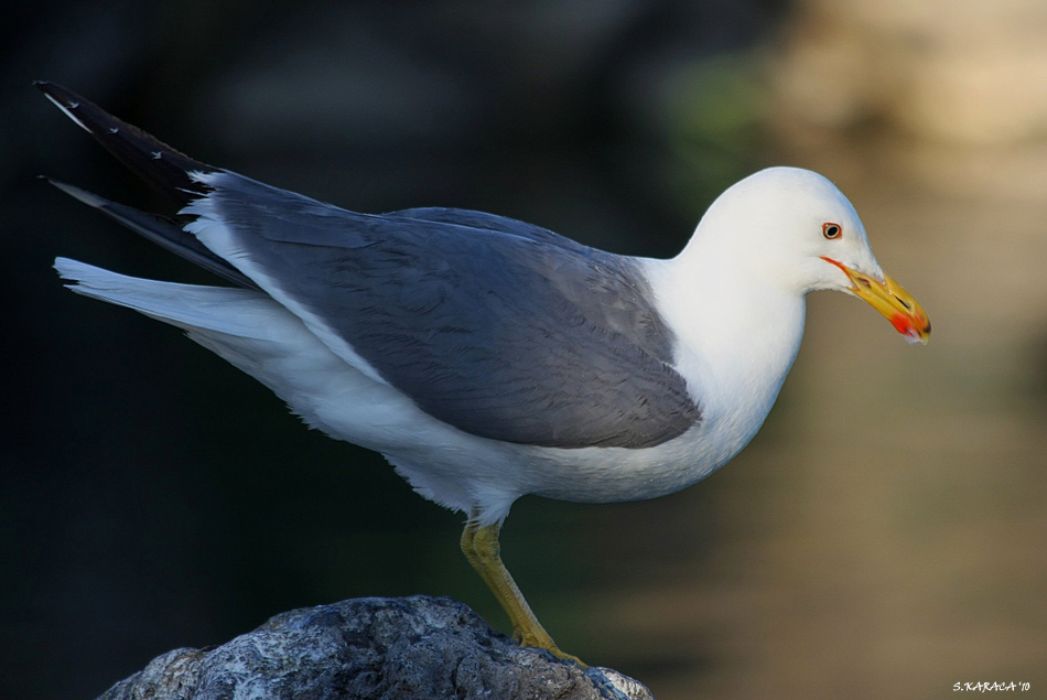 Armenian Gull