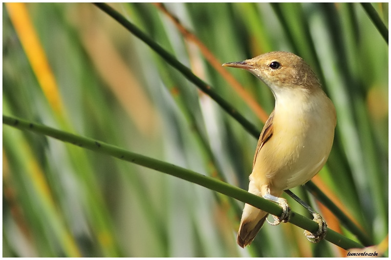 Common Reed Warbler