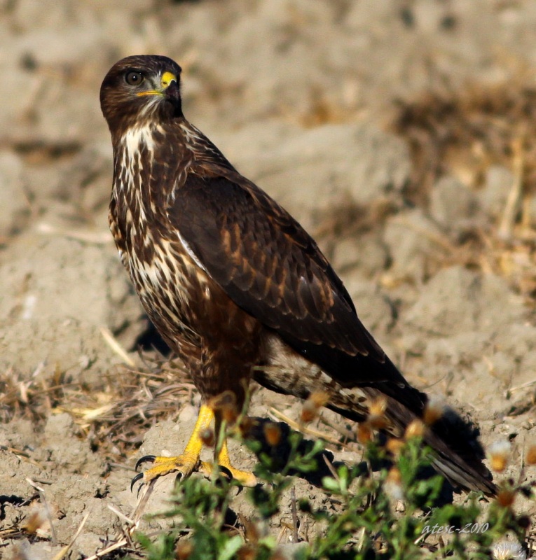 Common Buzzard