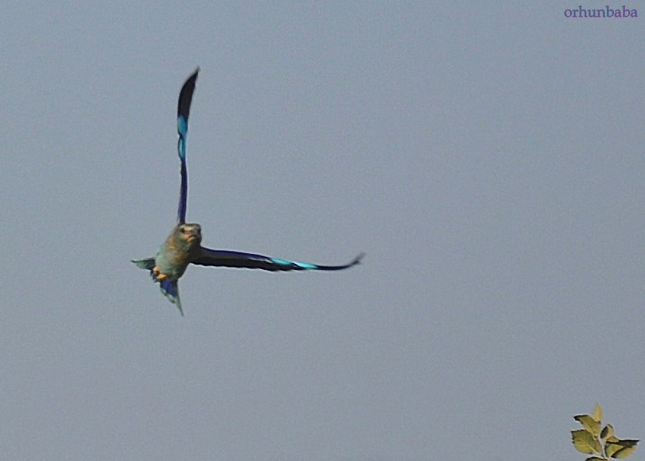 European Roller