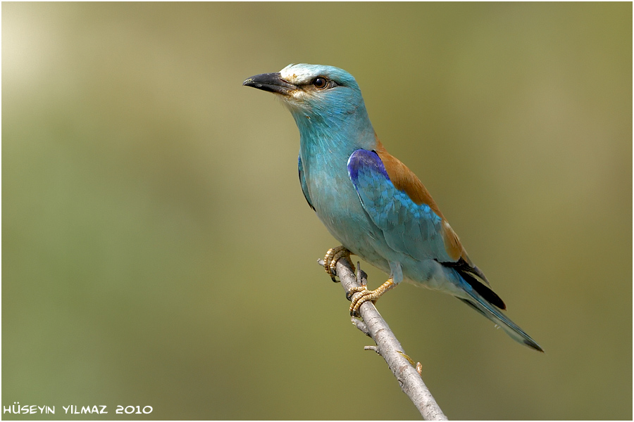 European Roller