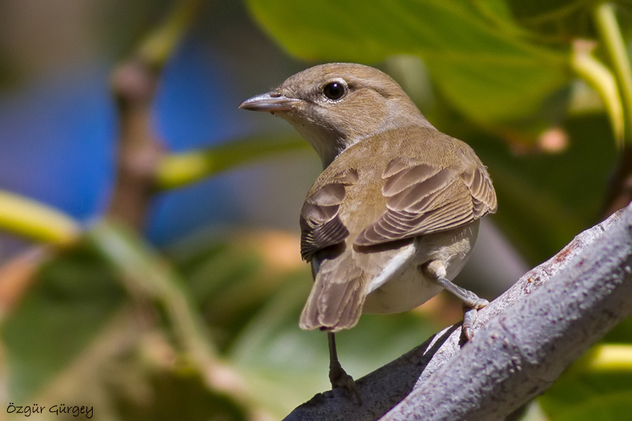 Garden Warbler