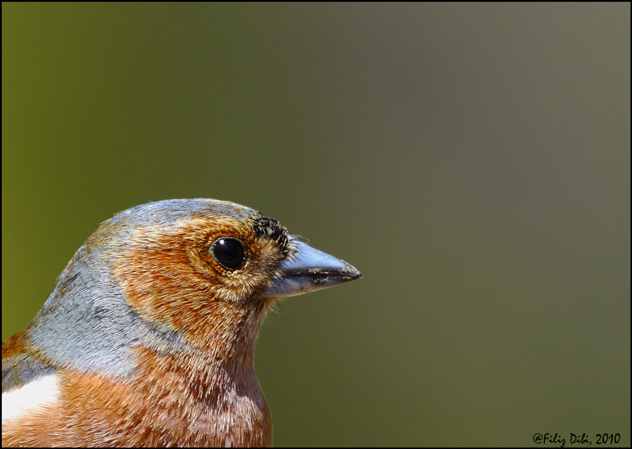 Eurasian Chaffinch