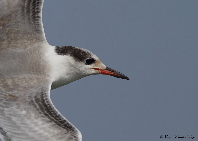 Common Tern