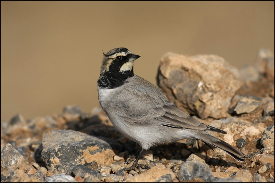 Horned Lark