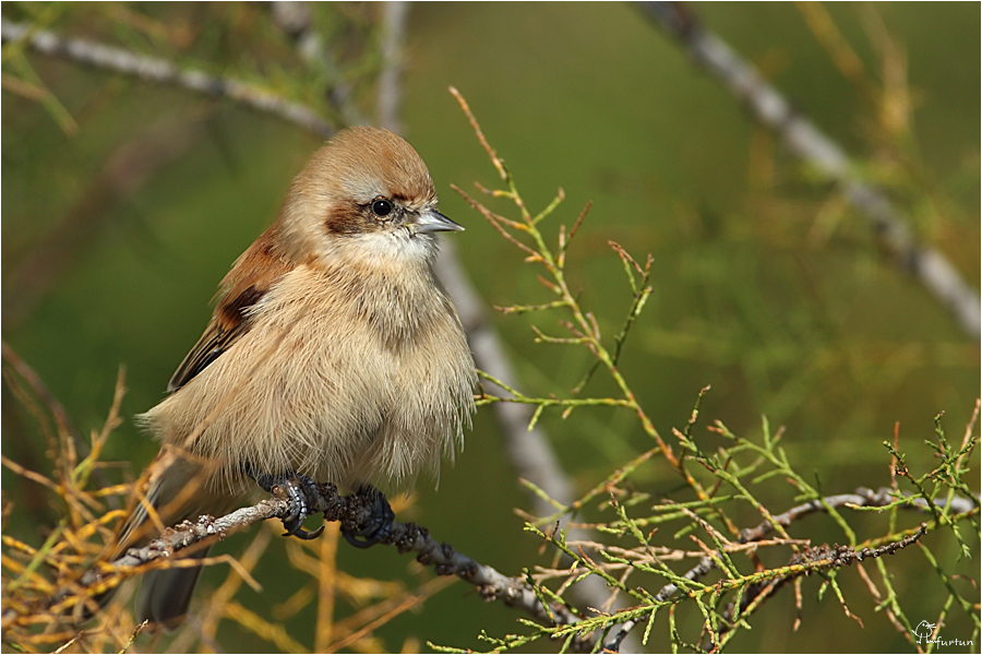 Eurasian Penduline Tit