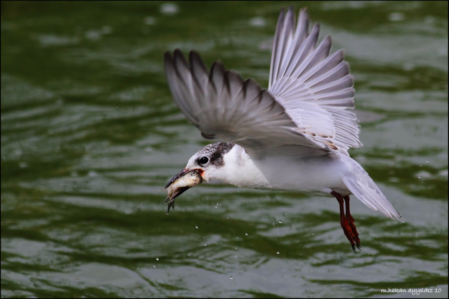 Whiskered Tern