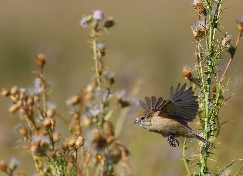 Eurasian Penduline Tit