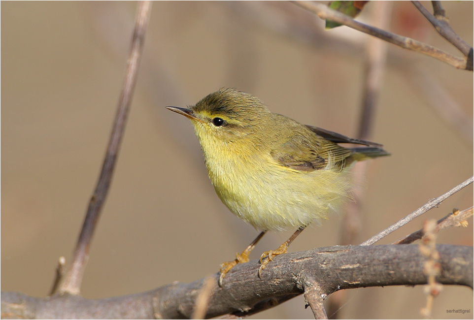 Willow Warbler