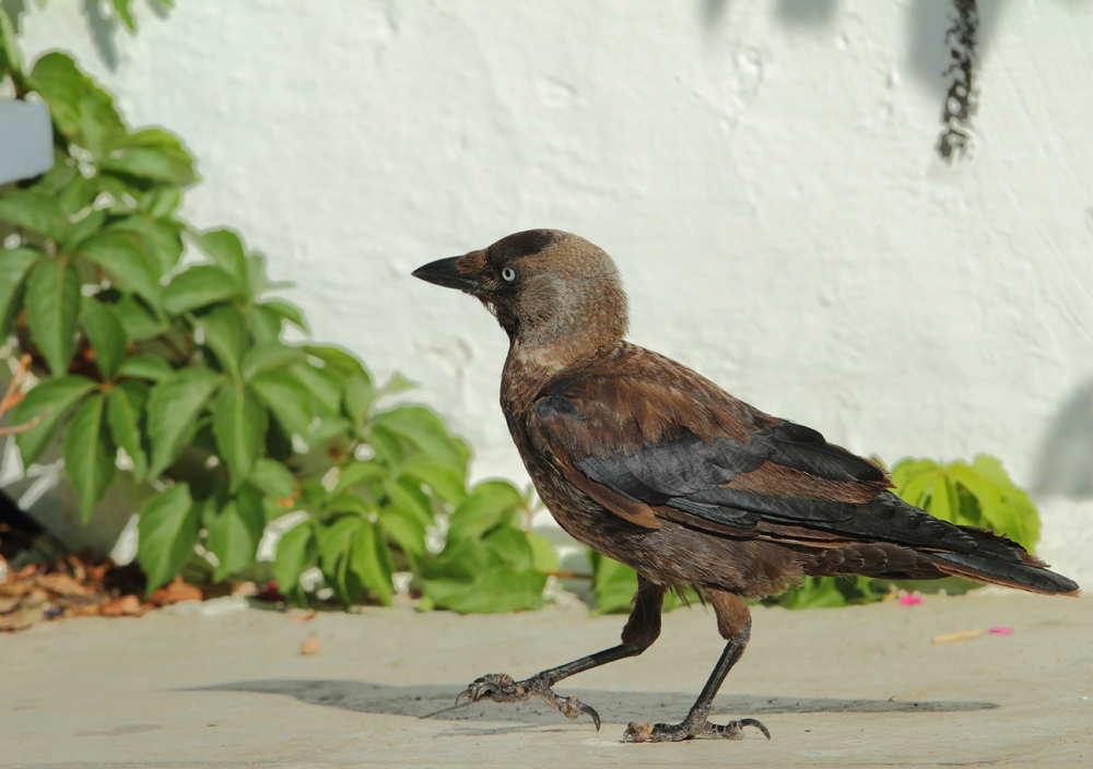 Western Jackdaw