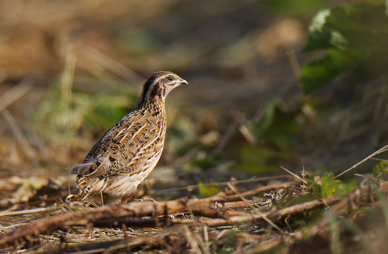 Common Quail