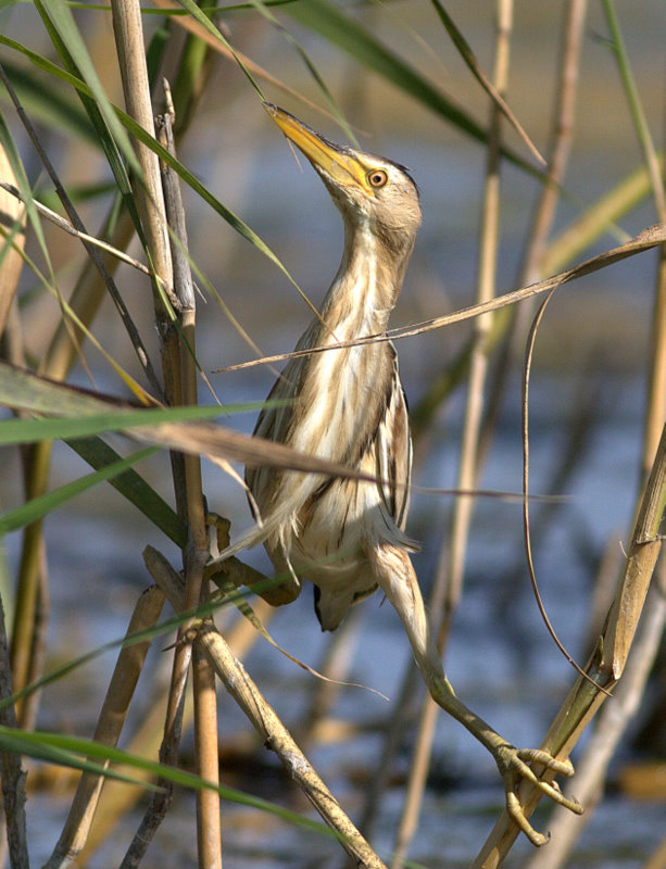 Little Bittern