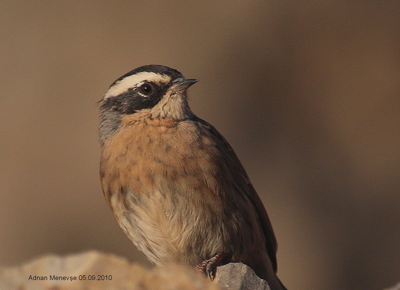 Radde`s Accentor