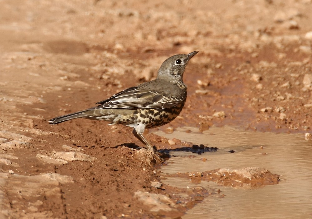 Mistle Thrush