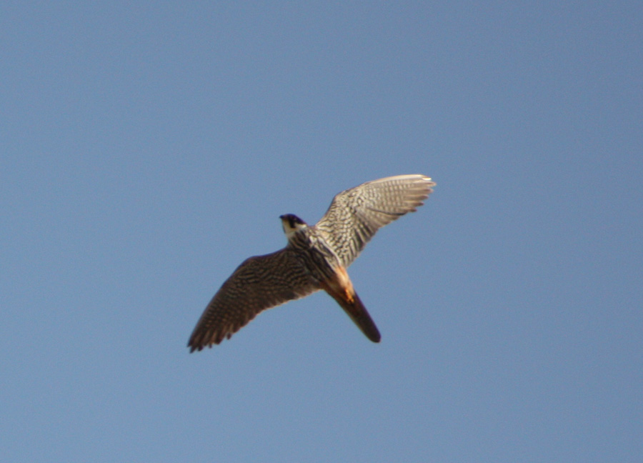 Eurasian Hobby