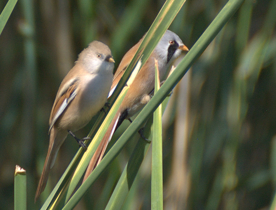 Bearded Reedling