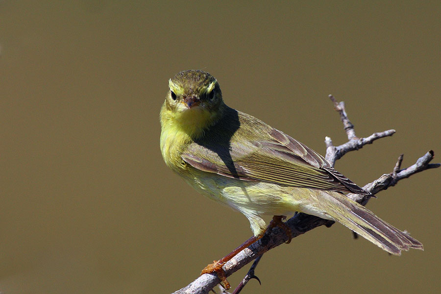 Willow Warbler