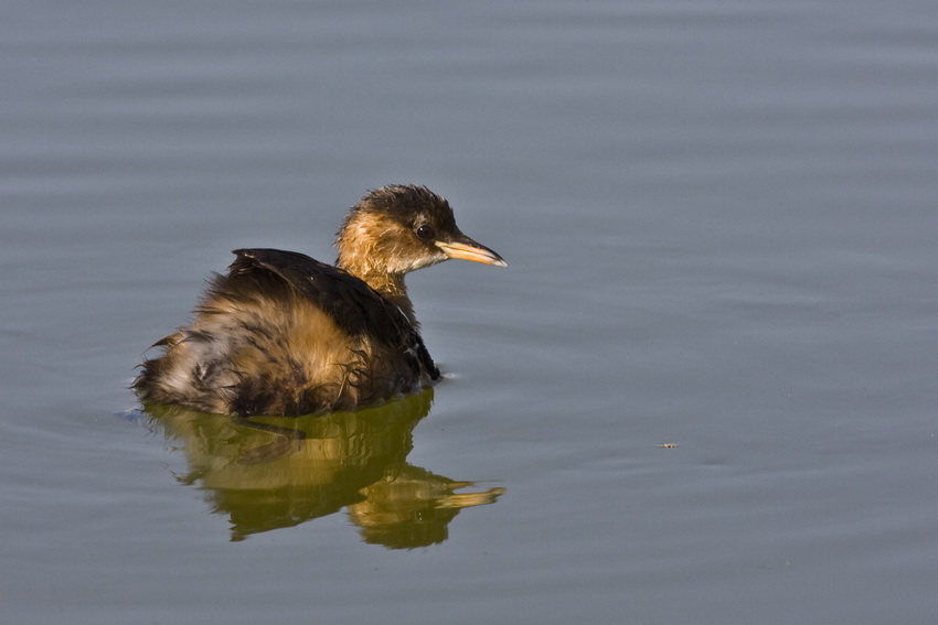Little Grebe